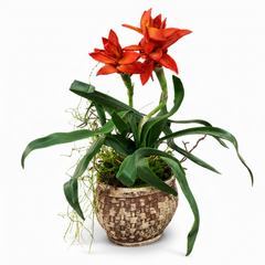 Orange Flowers in Pot