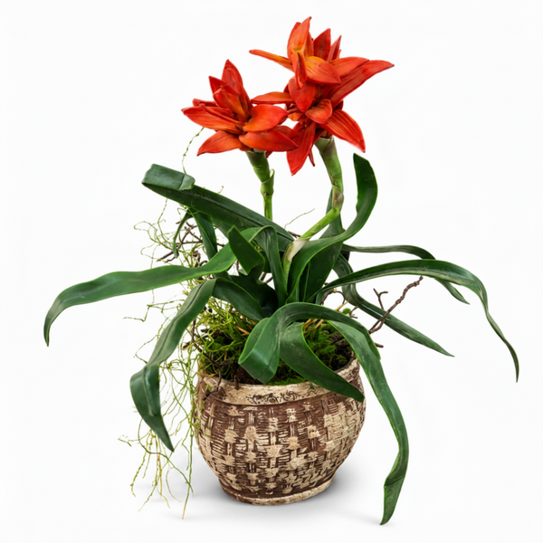 Orange Flowers in Pot